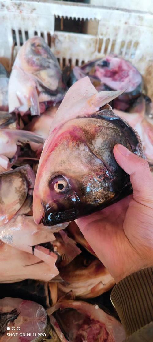 佛頭魚圖片，“佛頭魚”是什么？ 佛頭魚圖片，“佛頭魚”是什么？ 龍魚論壇 第22張