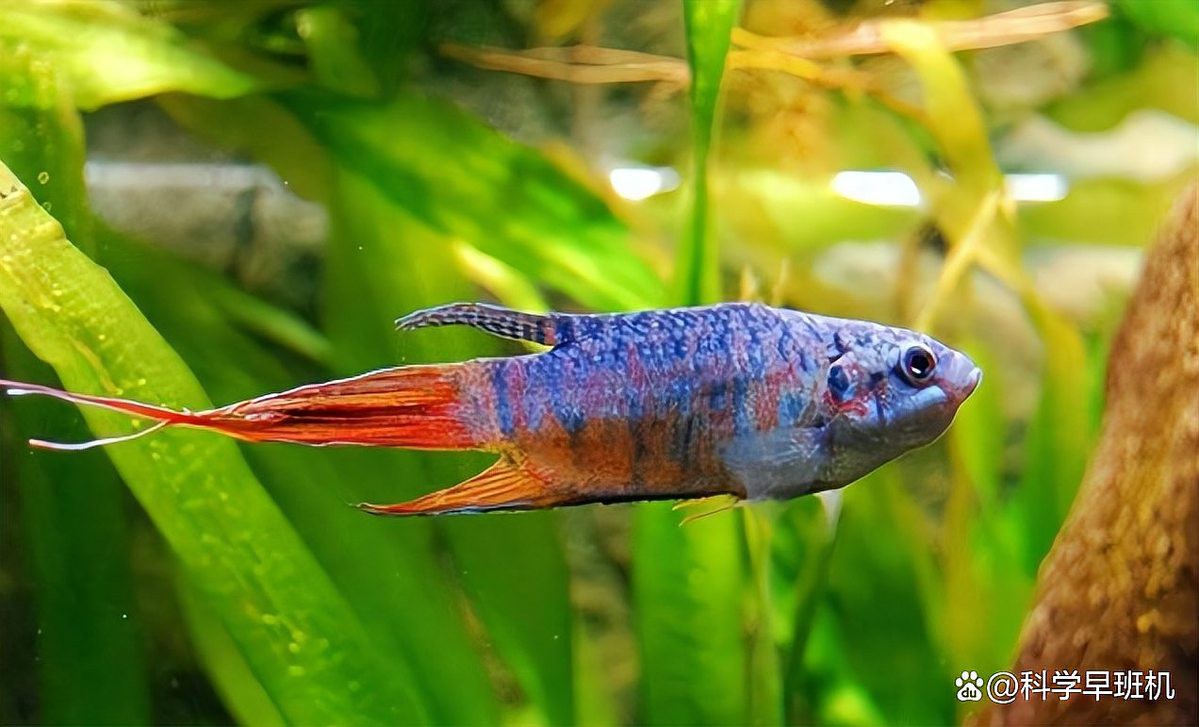 佛頭魚圖片，“佛頭魚”是什么？ 佛頭魚圖片，“佛頭魚”是什么？ 龍魚論壇 第27張