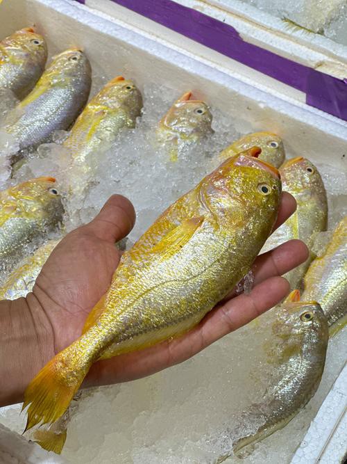 佛頭魚圖片，“佛頭魚”是什么？ 佛頭魚圖片，“佛頭魚”是什么？ 龍魚論壇 第9張