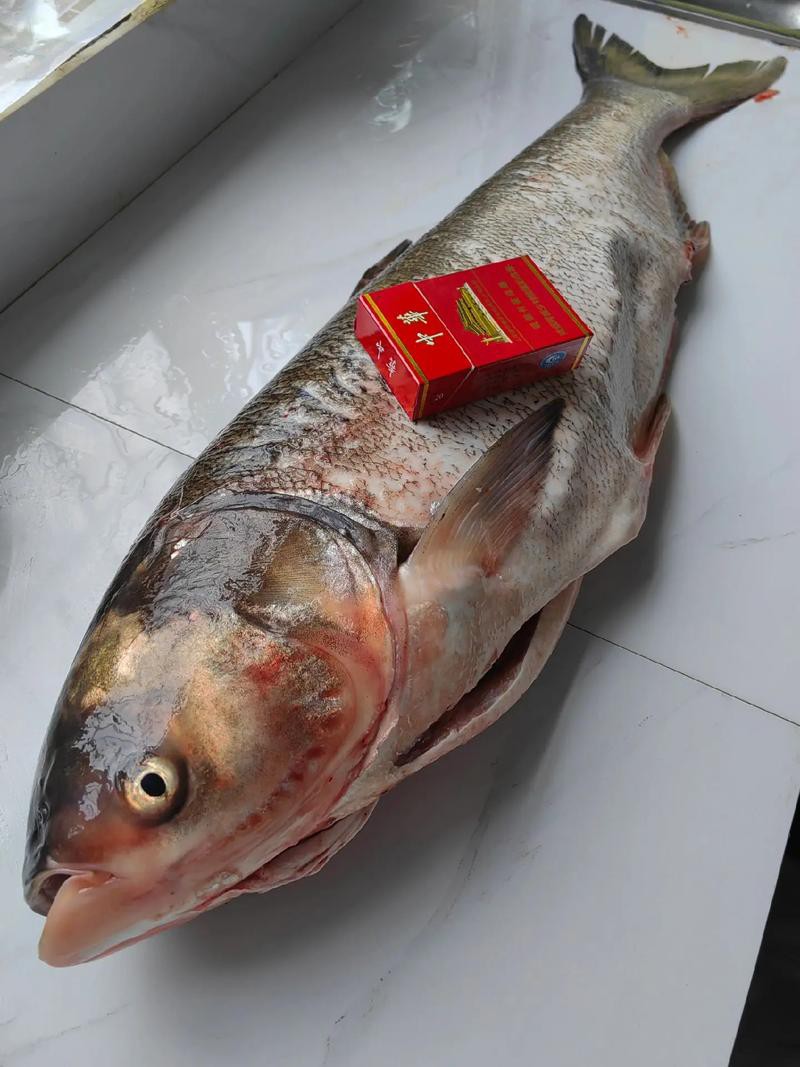 佛頭魚圖片，“佛頭魚”是什么？ 佛頭魚圖片，“佛頭魚”是什么？ 龍魚論壇 第1張