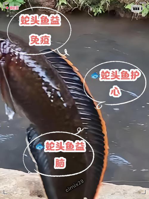 佛頭魚圖片，“佛頭魚”是什么？ 佛頭魚圖片，“佛頭魚”是什么？ 龍魚論壇 第16張