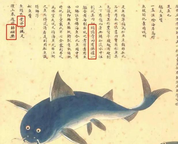 佛頭魚圖片，“佛頭魚”是什么？ 佛頭魚圖片，“佛頭魚”是什么？ 龍魚論壇 第4張