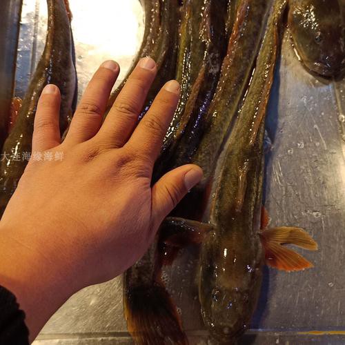 佛頭魚圖片，“佛頭魚”是什么？ 佛頭魚圖片，“佛頭魚”是什么？ 龍魚論壇 第14張