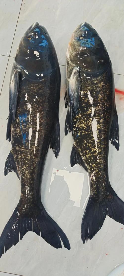 佛頭魚圖片，“佛頭魚”是什么？ 佛頭魚圖片，“佛頭魚”是什么？ 龍魚論壇 第2張