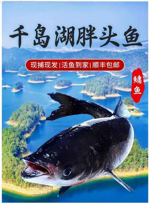 佛頭魚圖片，“佛頭魚”是什么？ 佛頭魚圖片，“佛頭魚”是什么？ 龍魚論壇 第19張