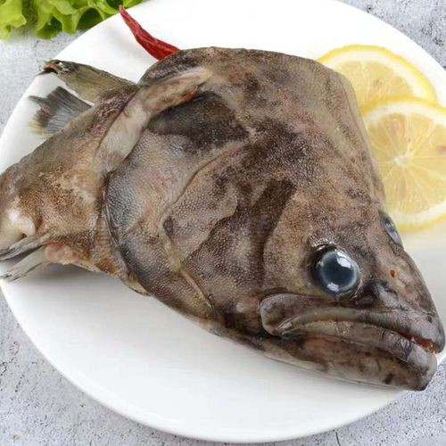 佛頭魚圖片，“佛頭魚”是什么？ 佛頭魚圖片，“佛頭魚”是什么？ 龍魚論壇 第20張