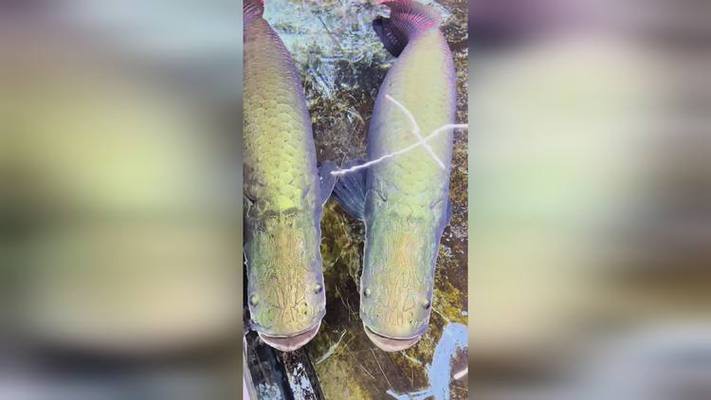 佛頭魚圖片，“佛頭魚”是什么？ 佛頭魚圖片，“佛頭魚”是什么？ 龍魚論壇 第13張