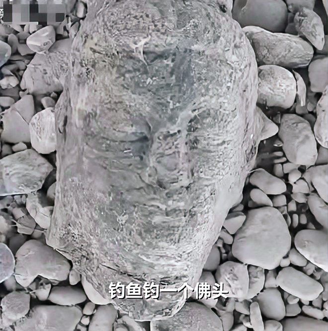 佛頭魚圖片，“佛頭魚”是什么？ 佛頭魚圖片，“佛頭魚”是什么？ 龍魚論壇 第28張