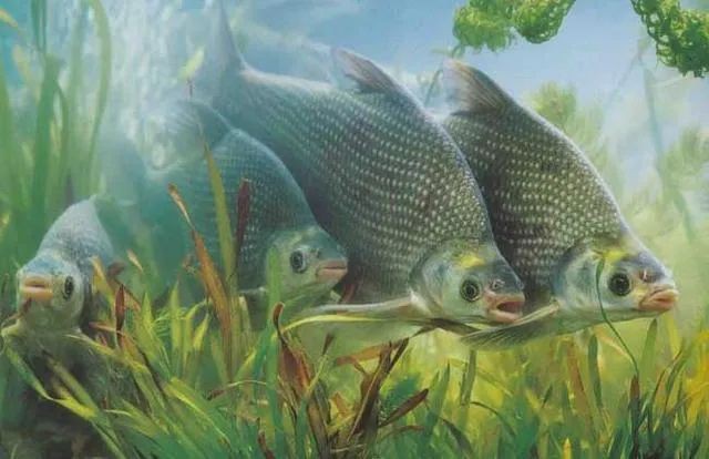 鄂州龍魚(yú)店，鄂州有龍魚(yú)店嗎