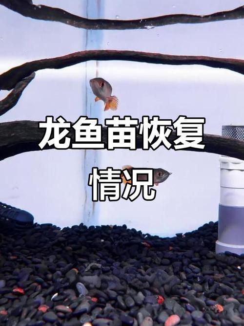 給我一張2-3cm龍魚苗的圖片，2-3cm的龍魚苗圖片的特點