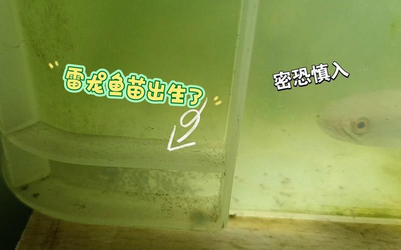 給我一張2-3cm龍魚苗的圖片，2-3cm的龍魚苗圖片的特點