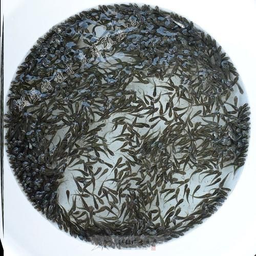 給我一張2-3cm龍魚苗的圖片，2-3cm的龍魚苗圖片的特點