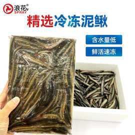 給我一張2-3cm龍魚苗的圖片，2-3cm的龍魚苗圖片的特點