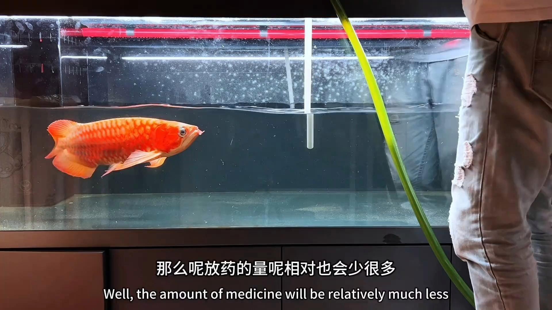如何根據龍魚體型調整水位？，如何根據龍魚體型調整水位