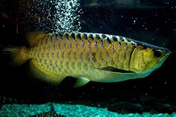 紅龍魚突然不吃東西，《紅龍魚突然7,換水不吃東西》當飼養紅龍魚突然不吃東西