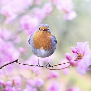 紅龍魚突然不吃東西，《紅龍魚突然7,換水不吃東西》當飼養紅龍魚突然不吃東西