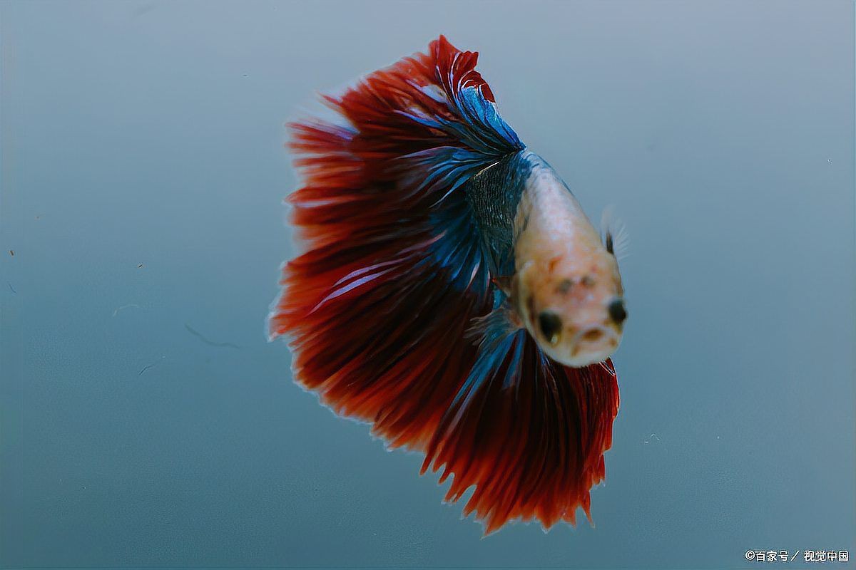 紅龍魚喂干食多久喂一次，紅龍魚喂干食的頻率需綜合多方面因素確定