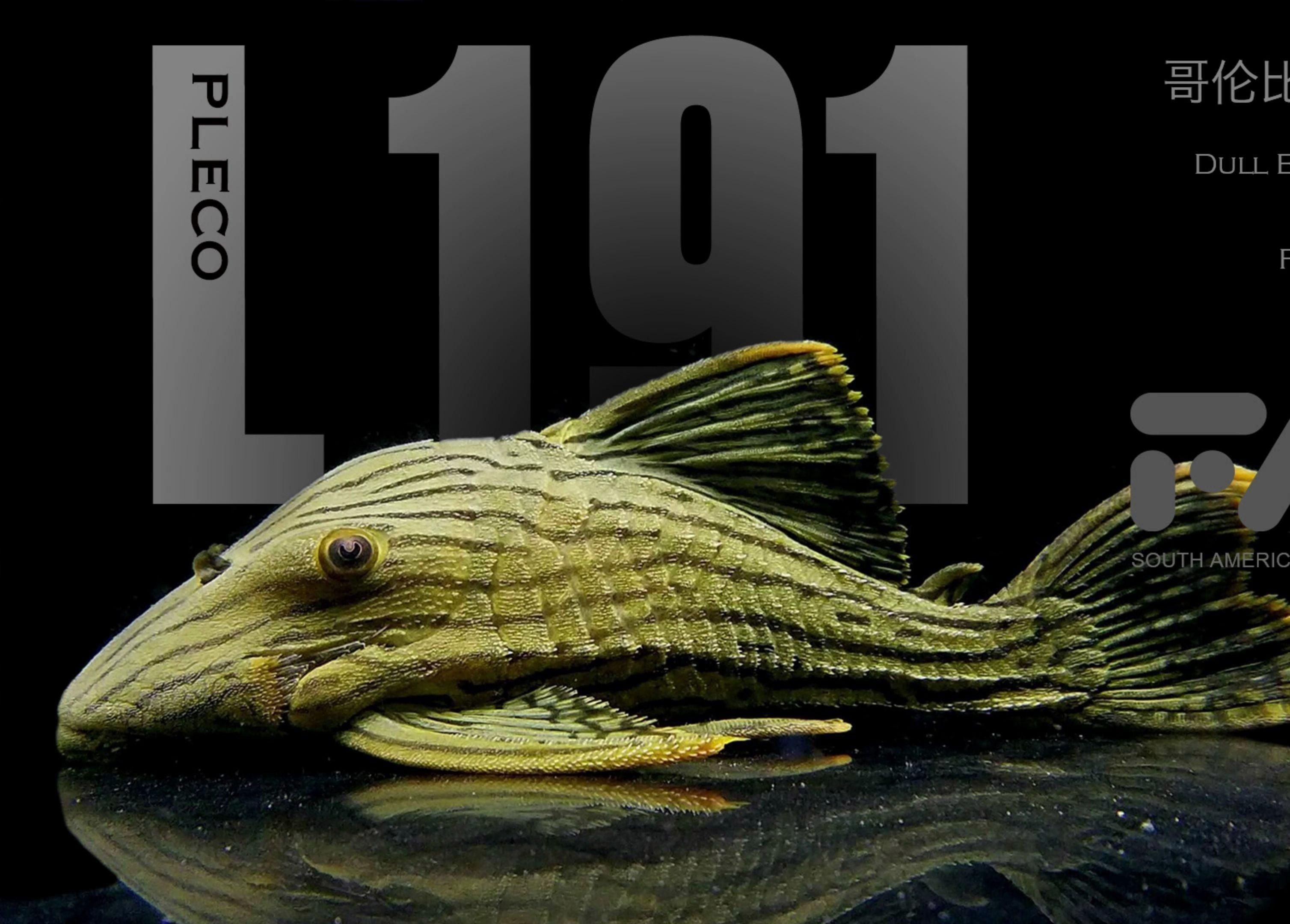 綠皮皇冠豹和哥白區別，哥倫比亞綠皮皇冠豹與哥白皇冠豹的區別