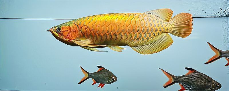 紅龍魚苗的價(jià)格范圍是多少？，紅龍魚苗價(jià)格大揭秘:從幾千到幾萬(wàn)你知道嗎智造方程式