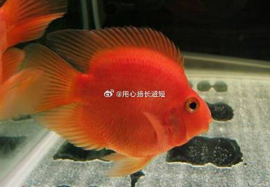 三種人不宜放魚缸，《三種人不宜放魚缸》