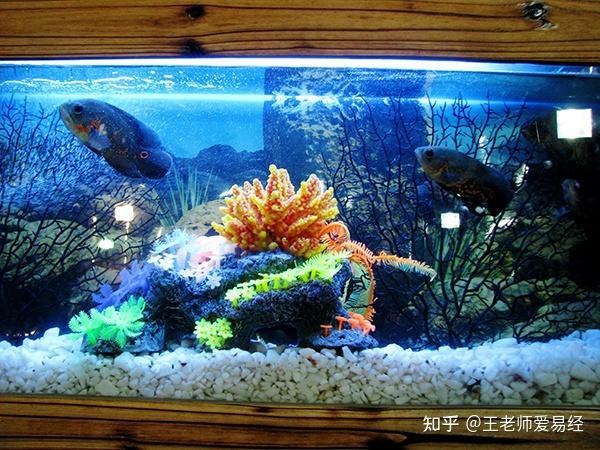 三種人不宜放魚缸，《三種人不宜放魚缸》