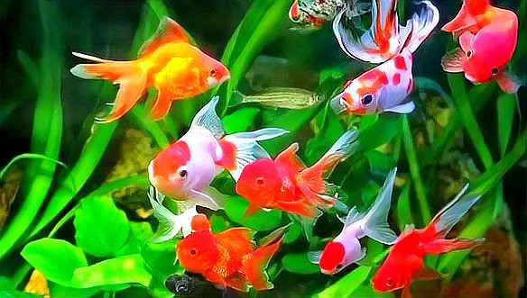 三種人不宜放魚缸，《三種人不宜放魚缸》