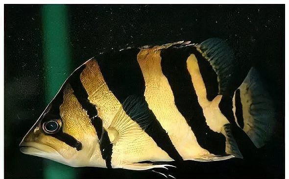 三種人不宜放魚缸，《三種人不宜放魚缸》