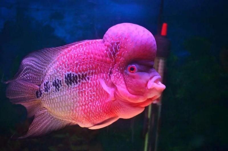 羅漢魚一斤價格表，武漢男子釣獲七彩羅漢魚,網友:賺大發了