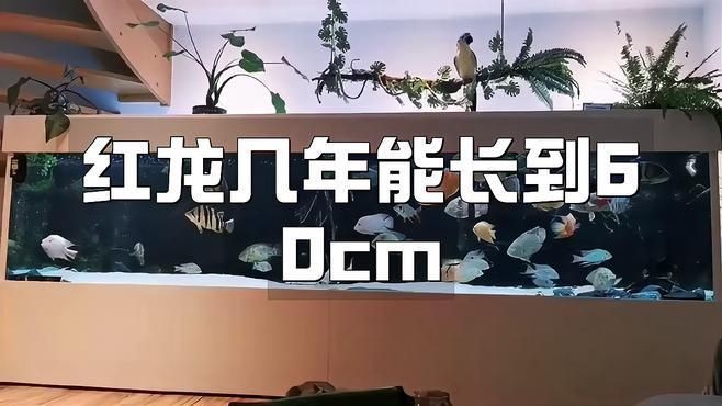 紅龍魚幾年長到60公分，紅龍魚生長速度揭秘