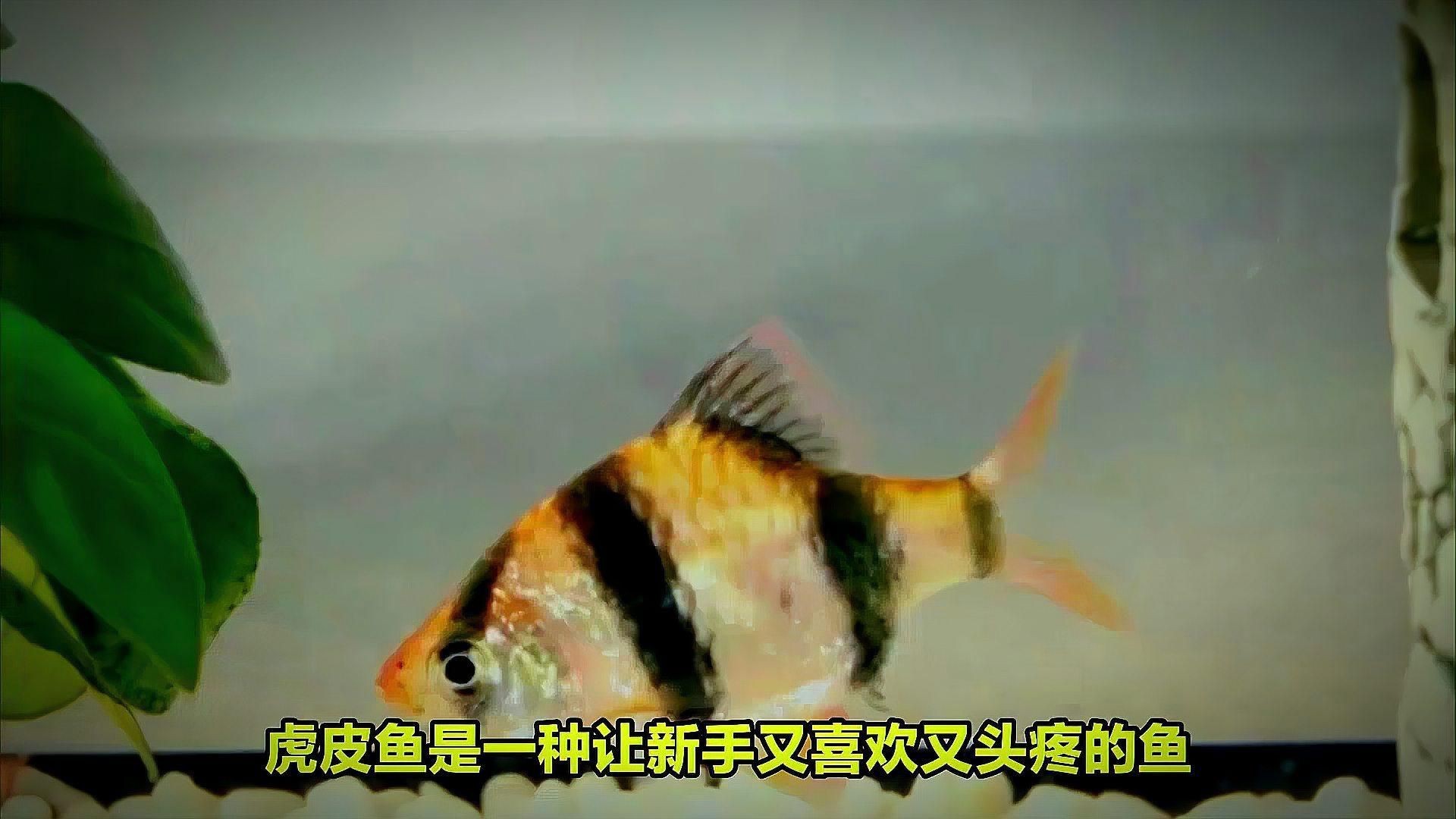 綠虎皮魚可以混養(yǎng)嗎，綠虎皮魚可以和哪些觀賞魚混養(yǎng)