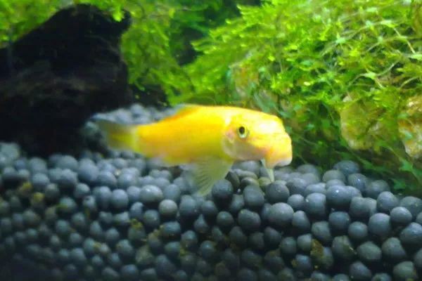 養(yǎng)魚放三處最旺家，《養(yǎng)魚放三處最旺家》