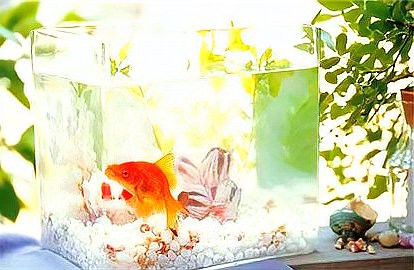 養(yǎng)魚放三處最旺家，《養(yǎng)魚放三處最旺家》