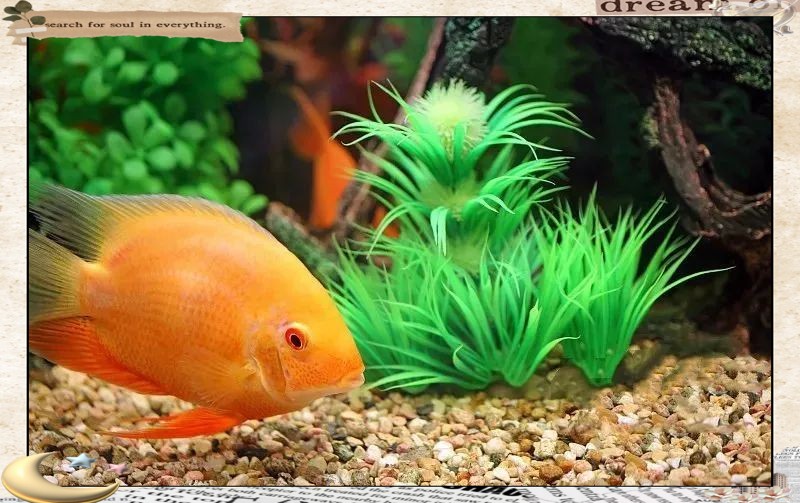 養魚放三處最旺家，《養魚放三處最旺家》