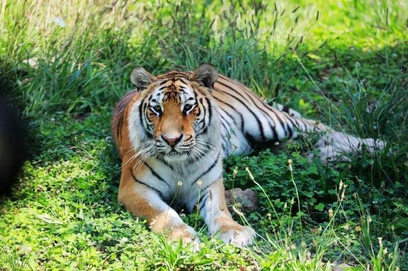 動(dòng)物園大全500種動(dòng)物，《動(dòng)物園大全500種動(dòng)物》
