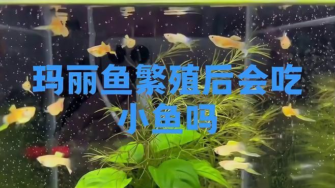 瑪麗魚會吃自己的幼崽嗎，瑪麗魚會吃自己生的小魚嗎