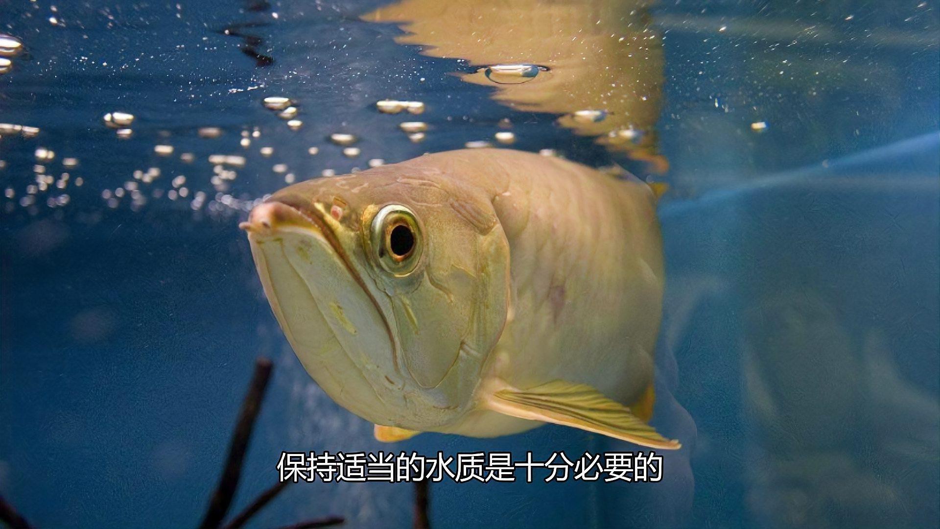 如何檢測龍魚缸的水質PH值？，《如何檢測龍魚缸的水質ph值》