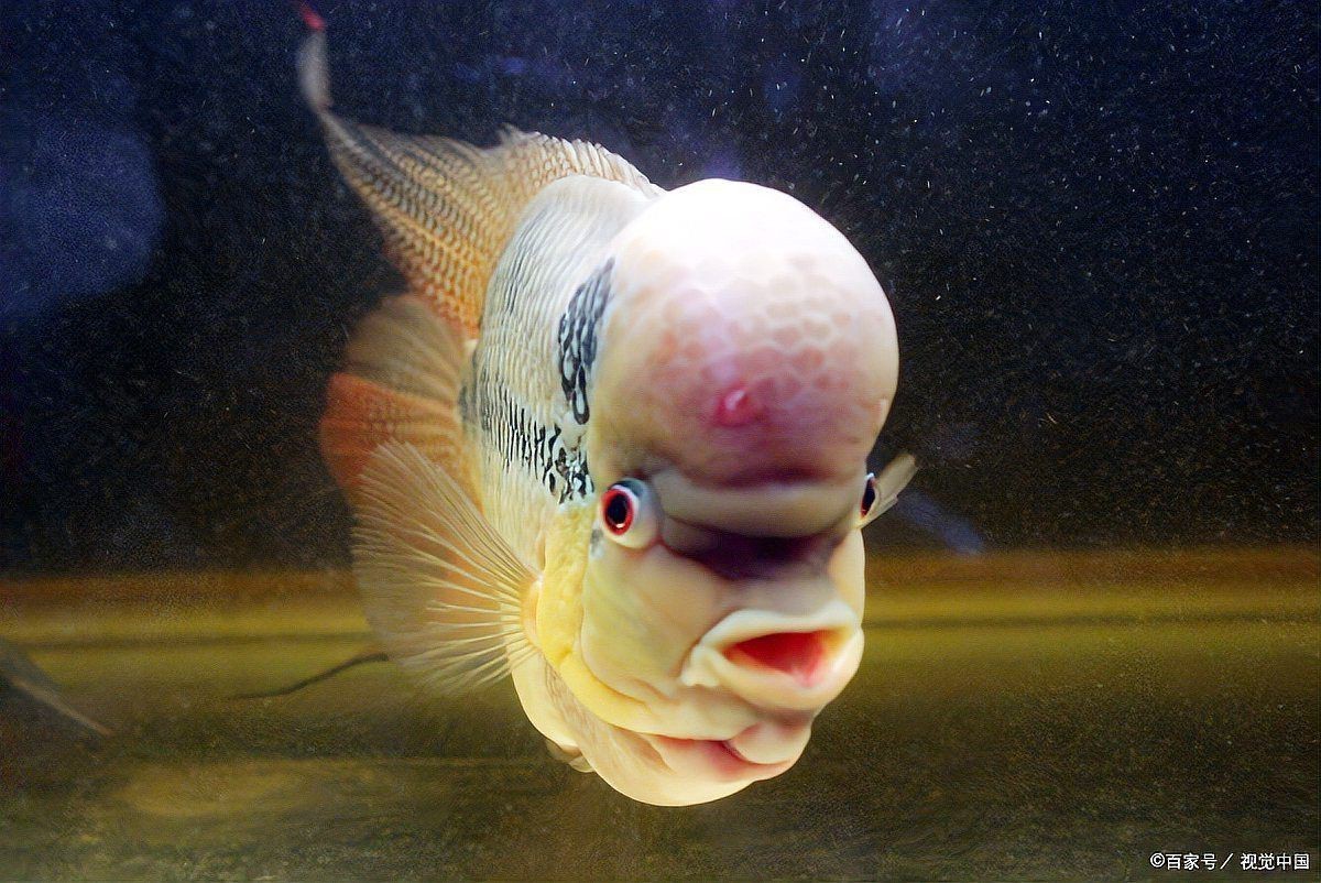 羅漢魚在玄學中的含義，羅漢魚在玄學領域被賦予多重吉祥寓意
