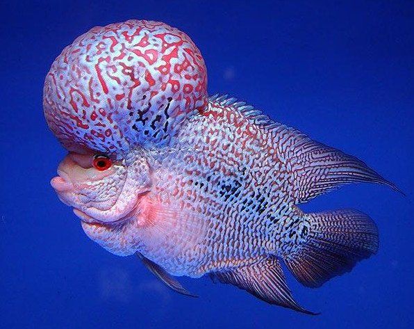 羅漢魚在玄學中的含義，羅漢魚在玄學領域被賦予多重吉祥寓意