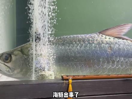 爛肉梭的簡介，“爛肉梭”是什么？