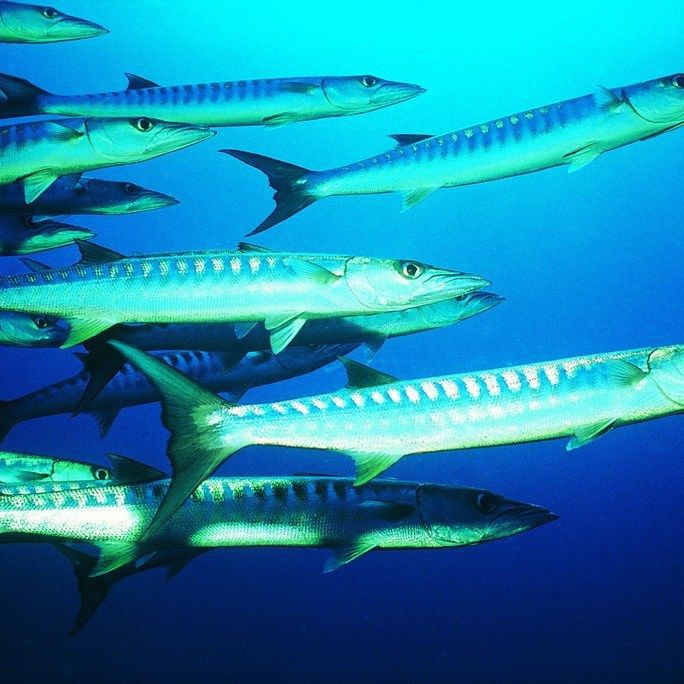 爛肉梭的簡介，“爛肉梭”是什么？