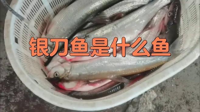 類似刀魚的魚有哪些,長得像刀魚但是不是刀魚 龍魚百科 第8張 類似刀魚的魚有哪些,長得像刀魚但是不是刀魚 類似刀魚的魚有哪些,長得像刀魚但是不是刀魚 龍魚百科 第8張