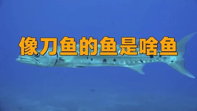 類似刀魚的魚有哪些,長得像刀魚但是不是刀魚 龍魚百科 第6張 類似刀魚的魚有哪些,長得像刀魚但是不是刀魚 類似刀魚的魚有哪些,長得像刀魚但是不是刀魚 龍魚百科 第6張