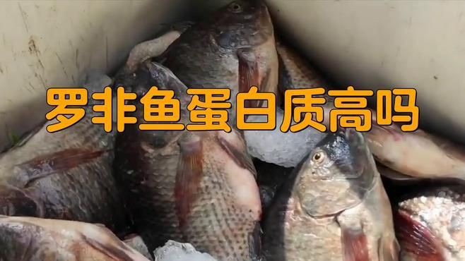 羅非魚的好處和壞處，吃羅非魚的好處與壞處
