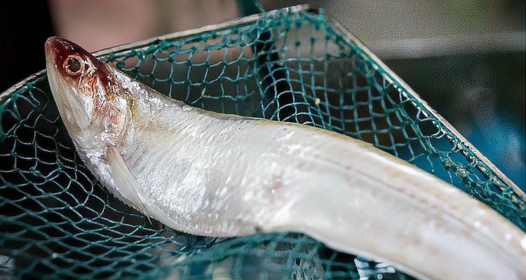 刀魚現在能人工養殖嗎，刀魚人工養殖技術取得顯著進展，