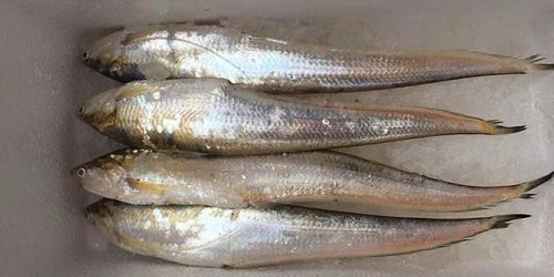 刀魚現在能人工養殖嗎，刀魚人工養殖技術取得顯著進展，