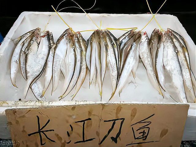 刀魚現在能人工養殖嗎，刀魚人工養殖技術取得顯著進展，
