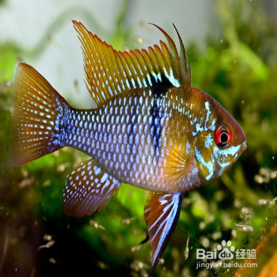 鳳凰魚一般人養不了，《鳳凰魚一般人養不了》