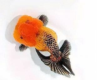 鳳凰魚一般人養不了，《鳳凰魚一般人養不了》