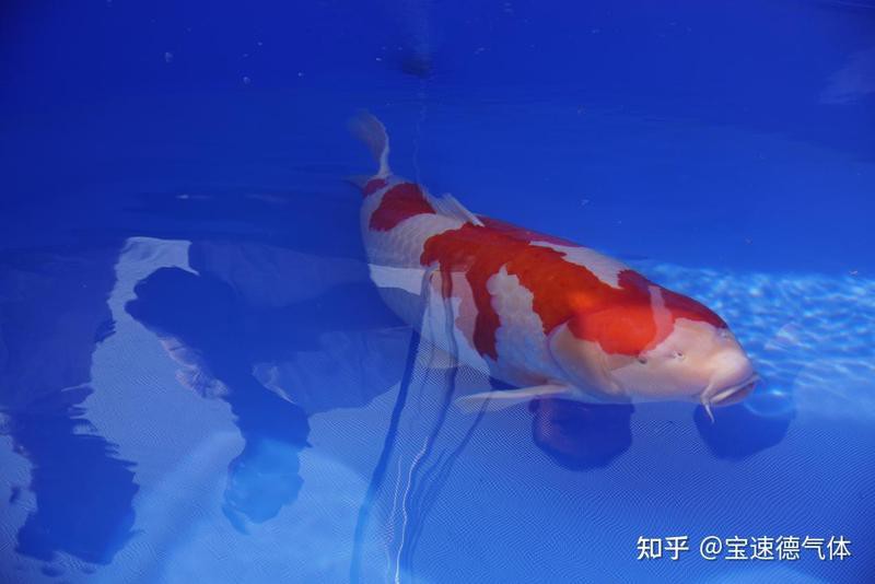 丹頂三色錦鯉的寓意，丹頂三色錦鯉