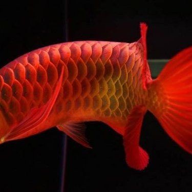 紅龍魚幼苗價格是多少？，紅龍魚幼苗價格大揭秘:從幾千到幾萬你知道嗎